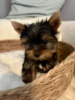 Toby, a male Yorkshire Terrier for sale in Bixby, OK – 3 of 5