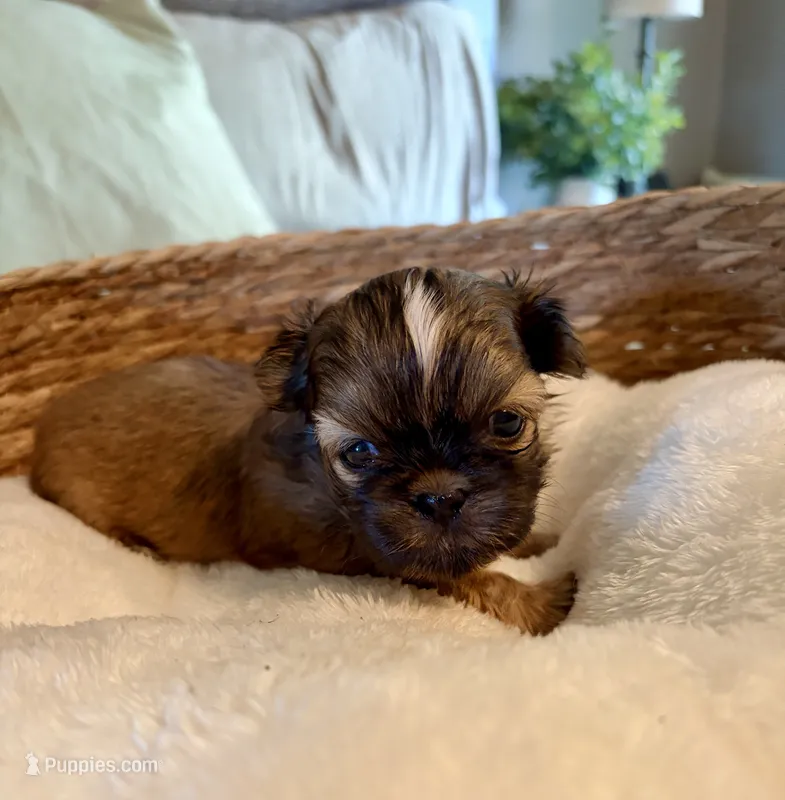 Benny – Shih Tzu puppy for sale in Bixby, OK