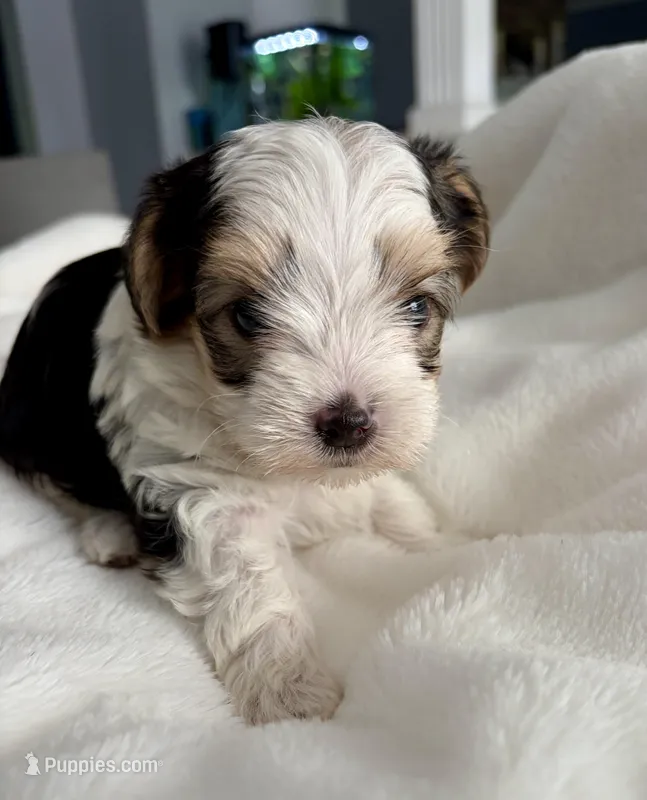 Sammy – Yorkshire Terrier puppy for sale in Bixby, OK