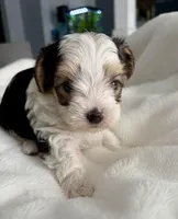 Sammy, a male Yorkshire Terrier for sale in Bixby, OK – Photo 1 of 4