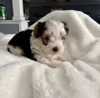 Sammy, a male Yorkshire Terrier for sale in Bixby, OK – Photo 3 of 4