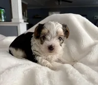 Sammy, a male Yorkshire Terrier for sale in Bixby, OK – Photo 2 of 4