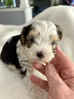 Sammy, a male Yorkshire Terrier for sale in Bixby, OK – Photo 4 of 4