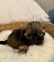 Coco, a male Shih Tzu for sale in Bixby, OK – 2 of 4