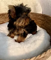 Gizmo, a male Yorkshire Terrier for sale in Bixby, OK – 3 of 3