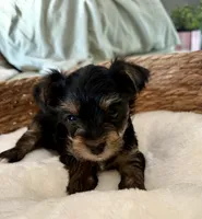 Teddy, a male Yorkshire Terrier for sale in Bixby, OK – 3 of 3