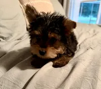 Sammy, a male Yorkshire Terrier for sale in Bixby, OK – 2 of 5