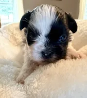 Theodore, a male Shih Tzu for sale in Bixby, OK – 3 of 4