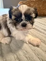 Bella, a female Shih Tzu for sale in Bixby, OK – 5 of 8