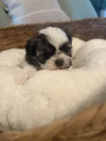 Leo, a male Shih Tzu for sale in Bixby, OK – 2 of 6