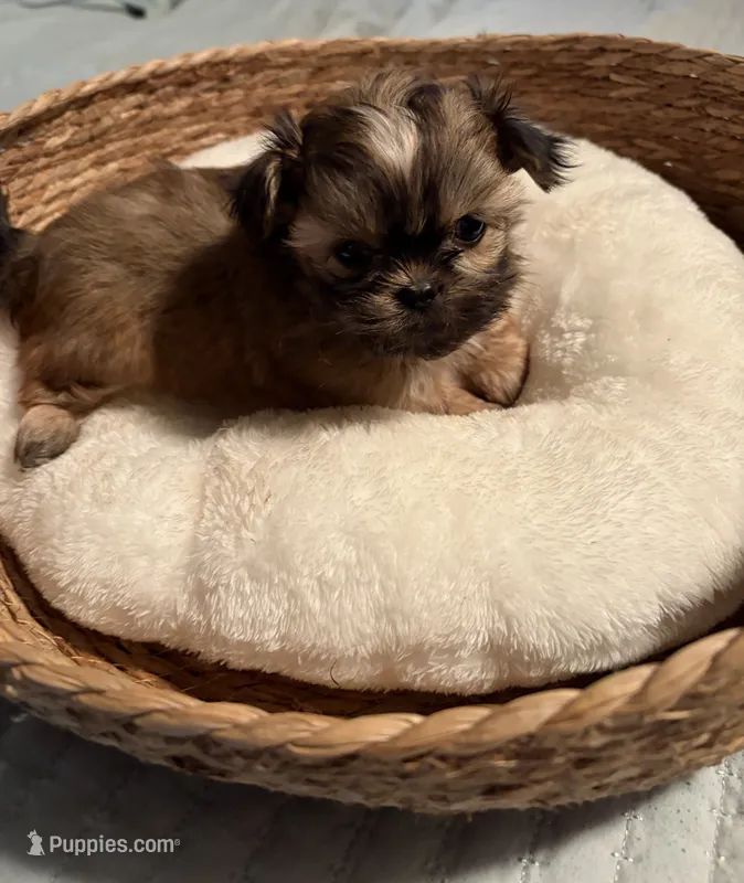 Benny – Shih Tzu puppy for sale in Bixby, OK