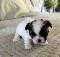 Timmy, a male Shih Tzu for sale in Bixby, OK – 3 of 3