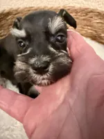 Lilly, a female Miniature Schnauzer for sale in Bixby, OK – Photo 2 of 4