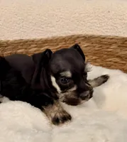 Lilly, a female Miniature Schnauzer for sale in Bixby, OK – Photo 4 of 4