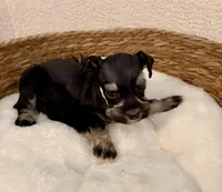 Lilly, a female Miniature Schnauzer for sale in Bixby, OK – Photo 3 of 4