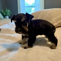 Lilly, a female Miniature Schnauzer for sale in Bixby, OK – Photo 1 of 4