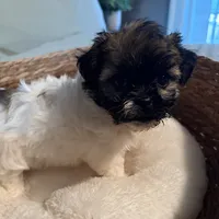 Lilly, a female Havanese and Shih Tzu for sale in Bixby, OK – 5 of 5