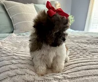 Peanut, a male Havanese and Shih Tzu for sale in Bixby, OK – 3 of 6