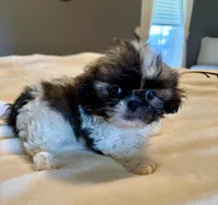 Teddy, a male Shih Tzu for sale in Bixby, OK – Photo 1 of 3