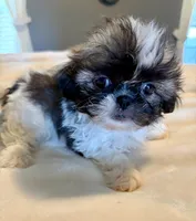 Teddy, a male Shih Tzu for sale in Bixby, OK – Photo 2 of 3