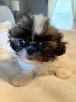 Teddy, a male Shih Tzu for sale in Bixby, OK – Photo 3 of 3