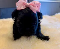 Sasha, a female Shih Tzu for sale in Bixby, OK – Photo 4 of 4