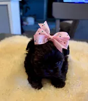 Sasha, a female Shih Tzu for sale in Bixby, OK – Photo 3 of 4