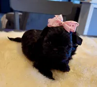 Sasha, a female Shih Tzu for sale in Bixby, OK – Photo 2 of 4