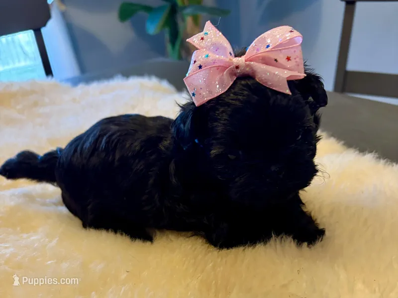 Sasha – Shih Tzu puppy for sale in Bixby, OK