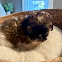 Petunia , a female Havanese and Shih Tzu for sale in Bixby, OK – 5 of 5