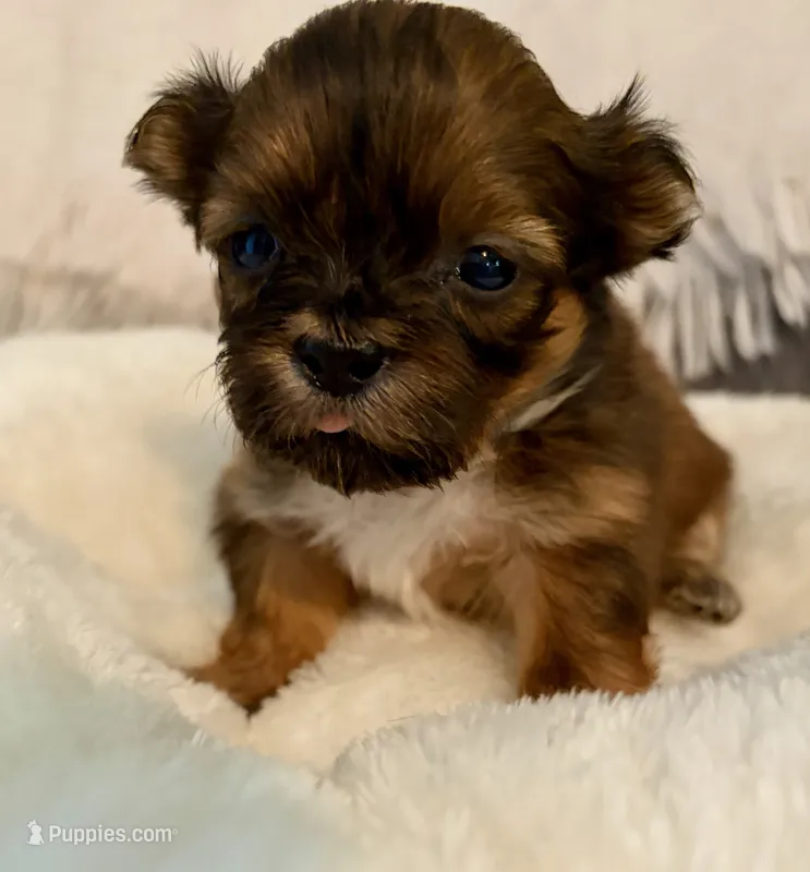 Sally – Shih Tzu puppy for sale in Bixby, OK
