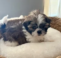 Bo , a male Shih Tzu for sale in Bixby, OK – 2 of 3