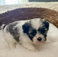 Timmy, a male Shih Tzu for sale in Bixby, OK – 3 of 5