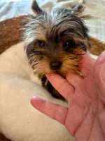Max, a male Yorkshire Terrier for sale in Bixby, OK – 6 of 7