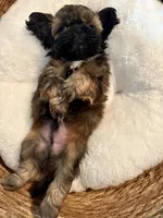 Coco, a male Shih Tzu for sale in Bixby, OK – 3 of 4