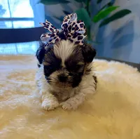 Bella, a female Shih Tzu for sale in Bixby, OK – Photo 3 of 3