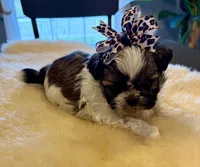 Bella, a female Shih Tzu for sale in Bixby, OK – Photo 1 of 3