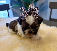 Bella, a female Shih Tzu for sale in Bixby, OK – Photo 2 of 3