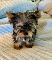 Max, a male Yorkshire Terrier for sale in Bixby, OK – 2 of 7