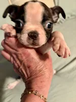 Sadie, a female Boston Terrier for sale in Bixby, OK – 4 of 5