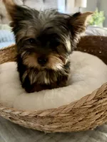 Max, a male Yorkshire Terrier for sale in Bixby, OK – 7 of 7