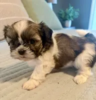 Bella, a female Shih Tzu for sale in Bixby, OK – 4 of 8