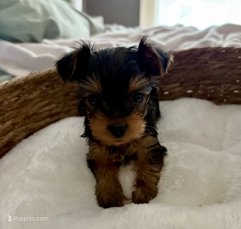Susie – Yorkshire Terrier puppy for sale in Bixby, OK