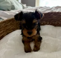 Susie, a female Yorkshire Terrier for sale in Bixby, OK – 1 of 4