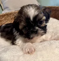 Sammy, a male Shih Tzu for sale in Bixby, OK – 4 of 4