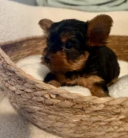 Toby, a male Yorkshire Terrier for sale in Bixby, OK – 2 of 4