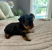 Joey, a male Yorkshire Terrier for sale in Bixby, OK – 5 of 5