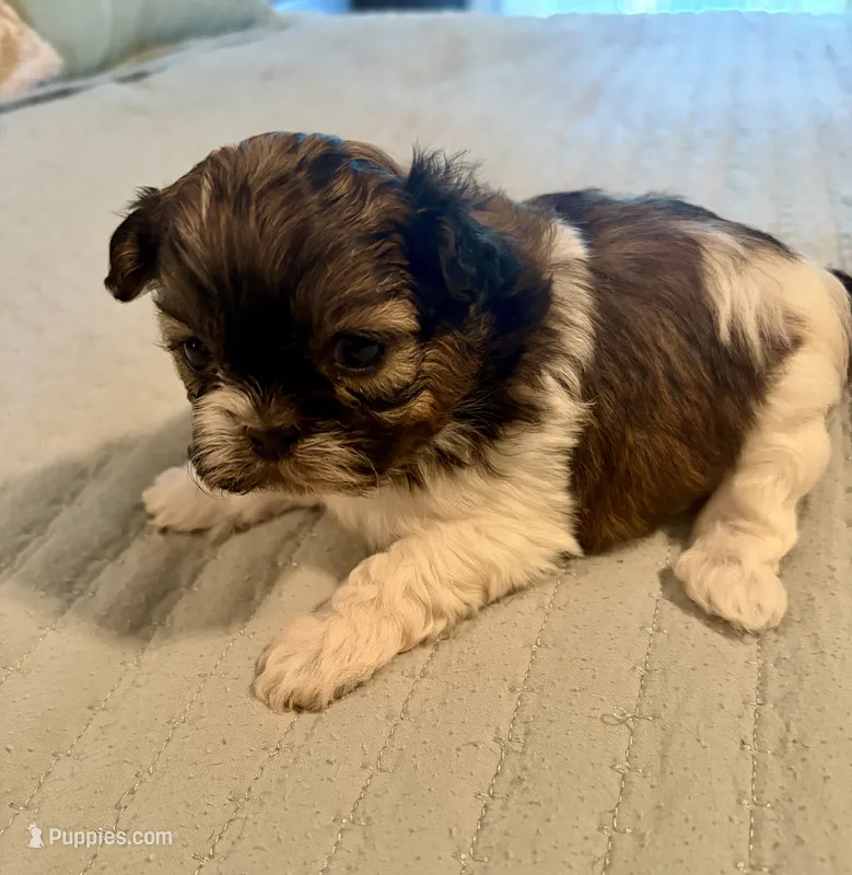Angel – Shih Tzu puppy for sale in Bixby, OK