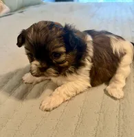 Angel, a female Shih Tzu for sale in Bixby, OK – 1 of 5