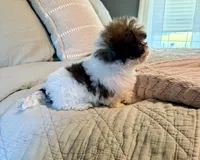 Cookie, a male Havanese and Shih Tzu for sale in Bixby, OK – 3 of 6